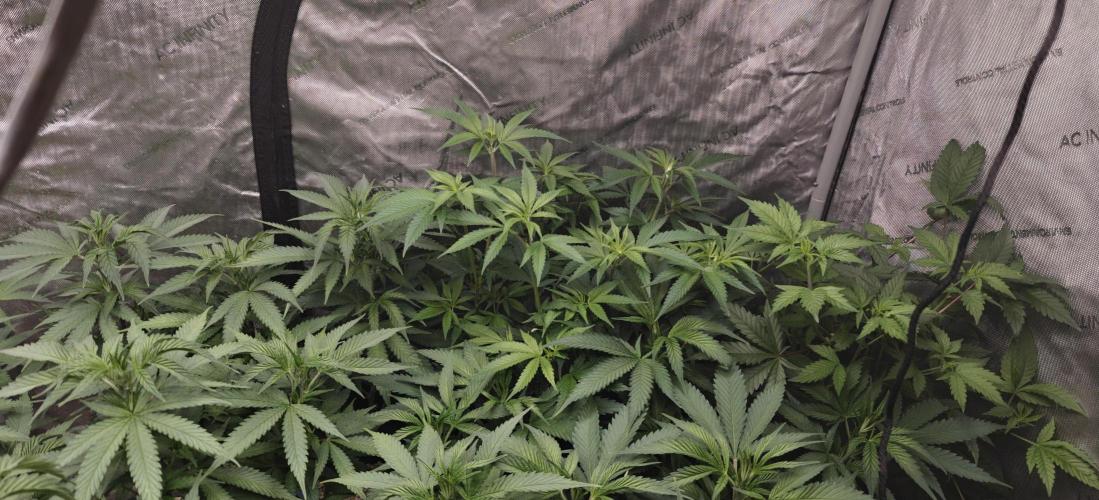 Exodus Cheese Seed Grow Out. Week 7