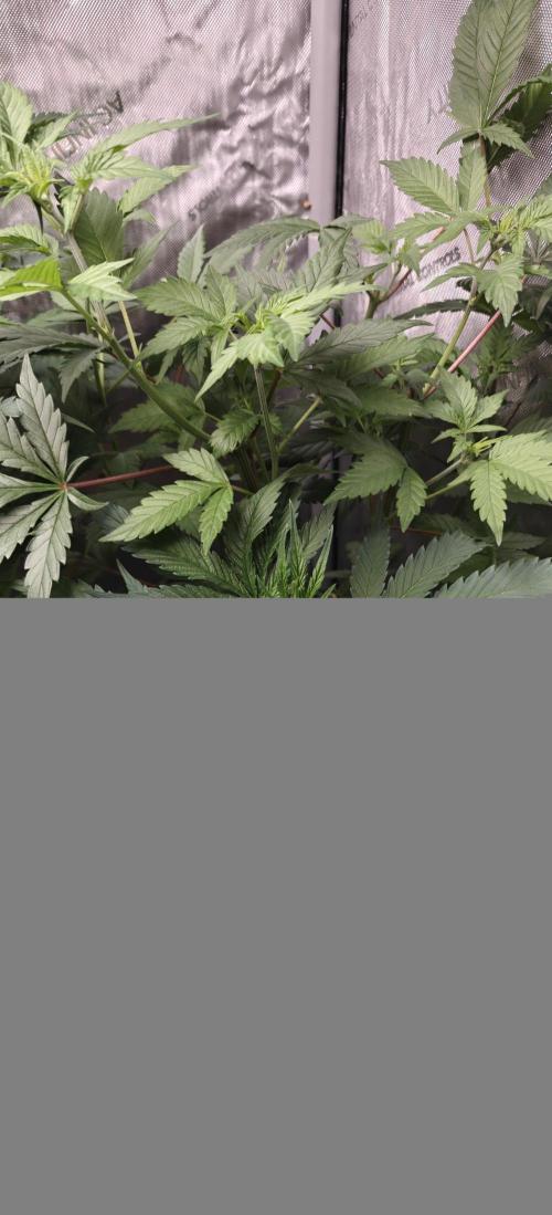 Exodus Cheese Seed Grow Out. Week 7