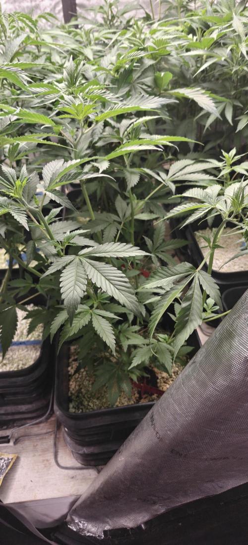 Exodus Cheese Seed Grow Out. Week 7