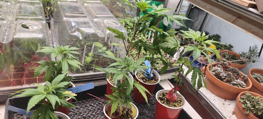 Banana Sapphire - Humboldt Seeds Org. Week 5