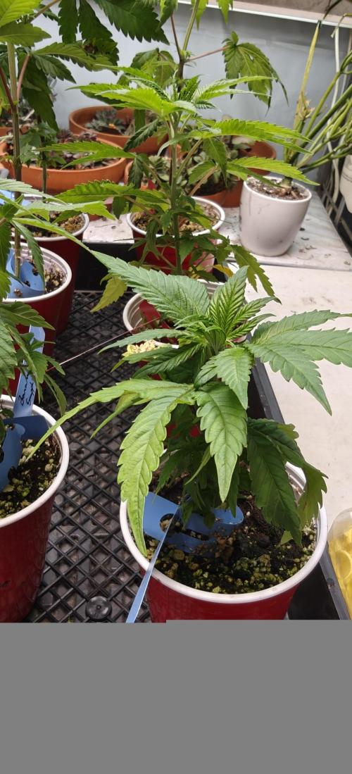 Banana Sapphire - Humboldt Seeds Org. Week 5