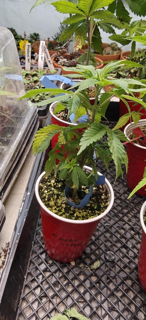 Banana Sapphire - Humboldt Seeds Org. Week 5