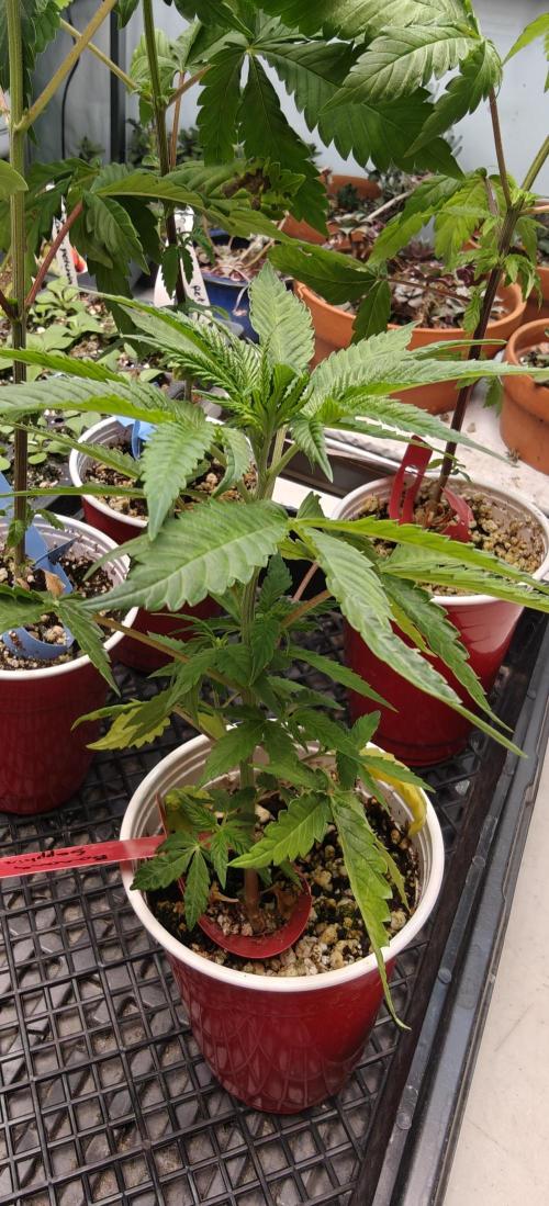 Banana Sapphire - Humboldt Seeds Org. Week 5