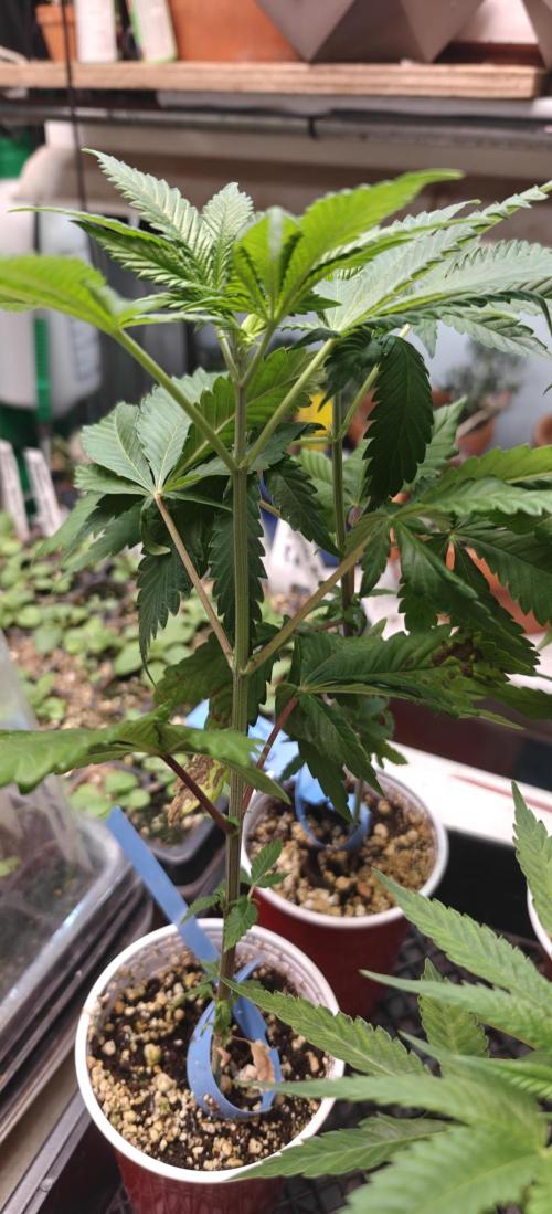 Banana Sapphire - Humboldt Seeds Org. Week 5
