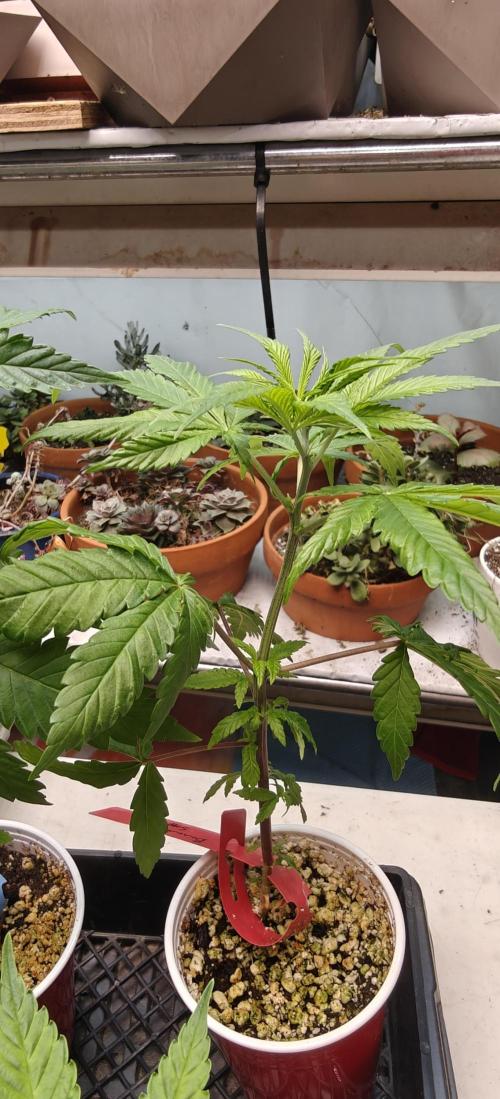 Banana Sapphire - Humboldt Seeds Org. Week 5