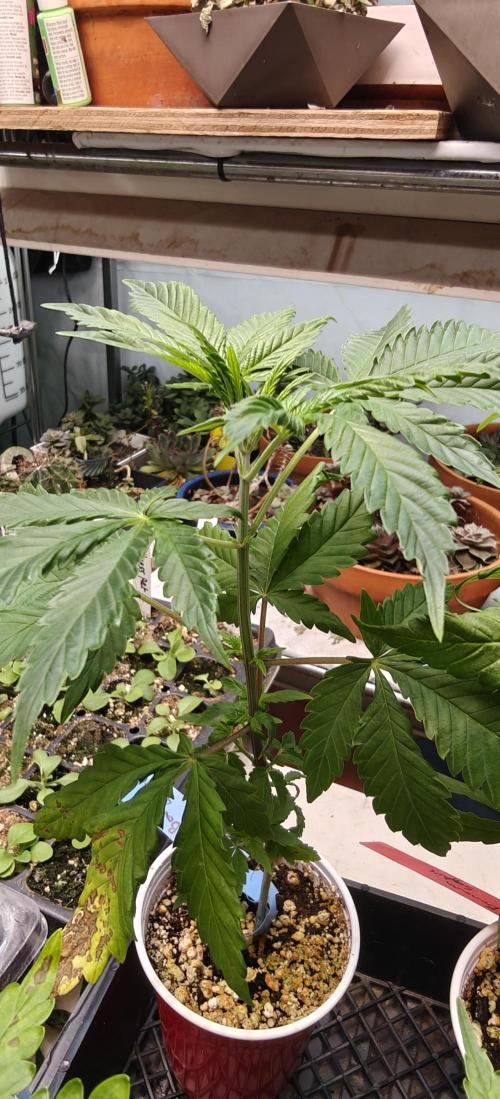 Banana Sapphire - Humboldt Seeds Org. Week 5
