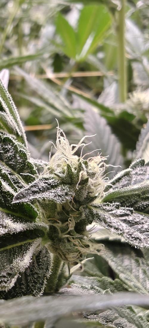 Bahama Mama. Week 5