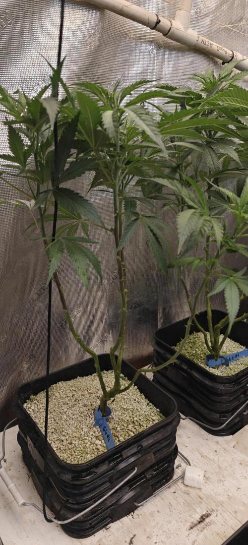 Gorilla Glue #4. Week 1