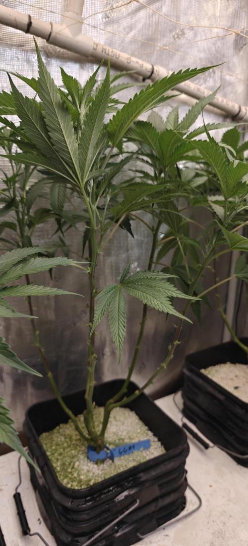 Gorilla Glue #4. Week 1