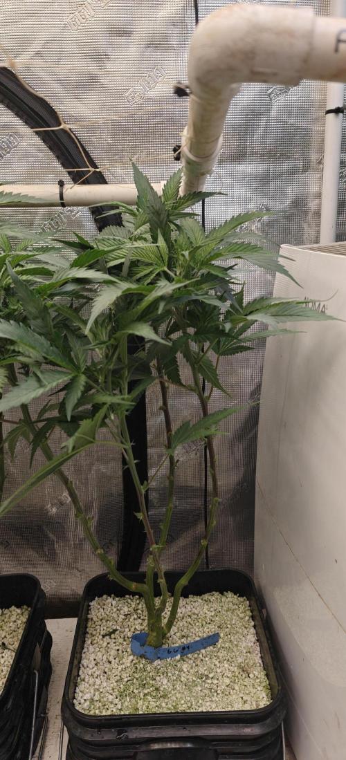 Gorilla Glue #4. Week 1