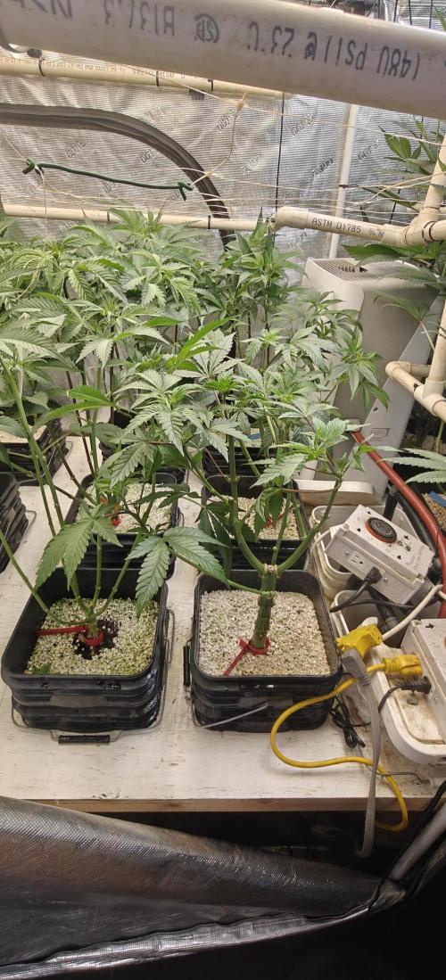 Exodus Cheese Seed Grow Out. Week 8