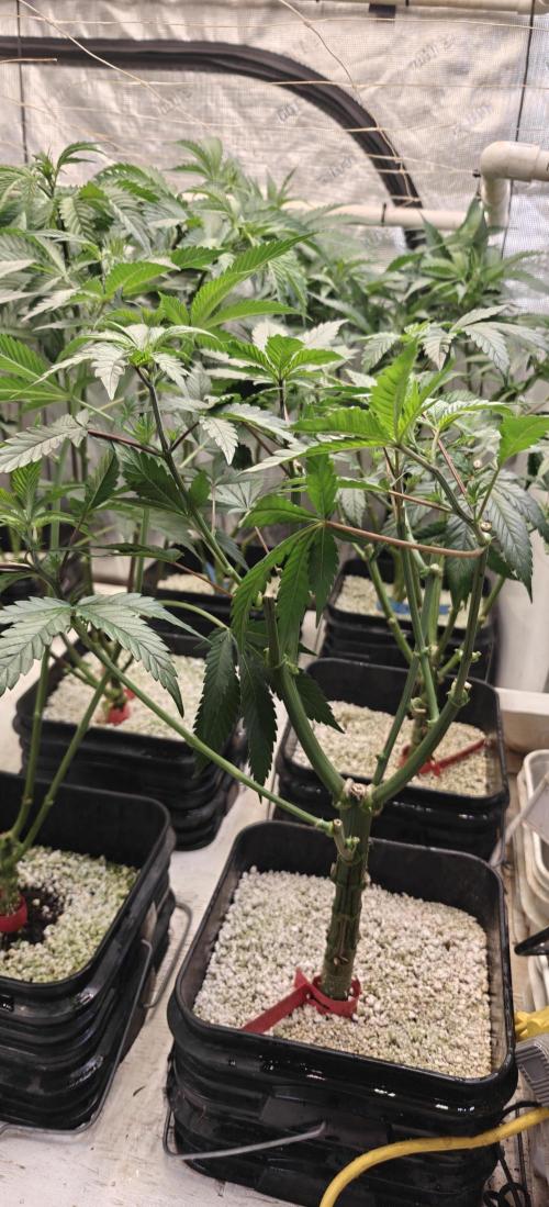 Exodus Cheese Seed Grow Out. Week 8