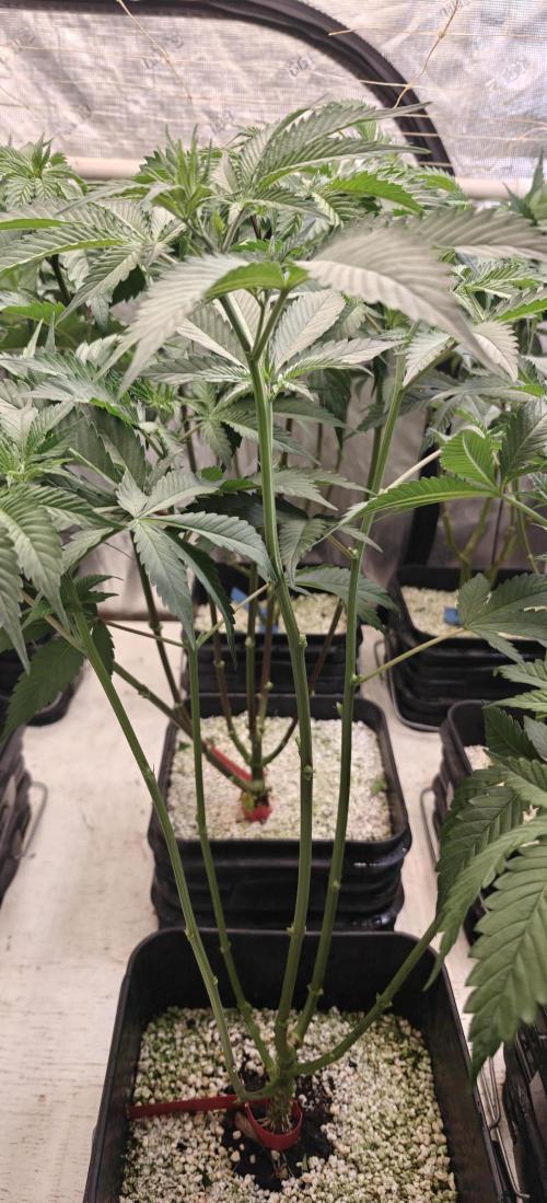 Exodus Cheese Seed Grow Out. Week 8