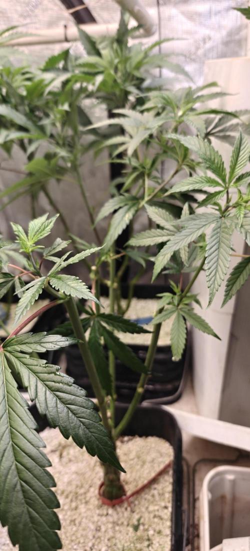 Exodus Cheese Seed Grow Out. Week 8