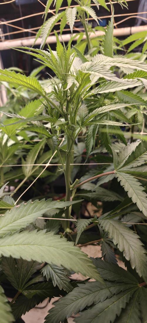 Gorilla Glue #4. Week 2