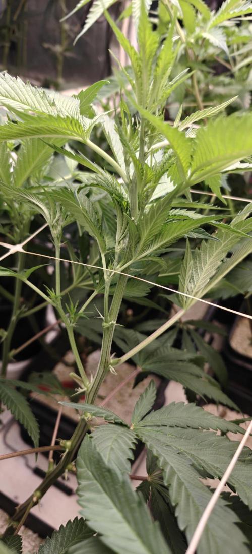 Gorilla Glue #4. Week 2