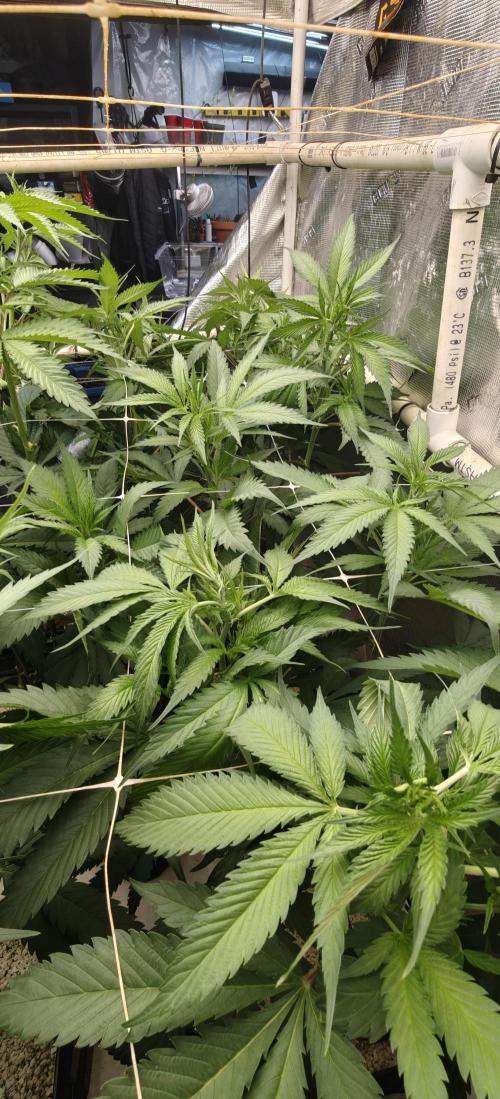Gorilla Glue #4. Week 2