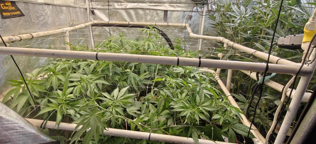 Exodus Cheese Seed Grow Out. Week 9