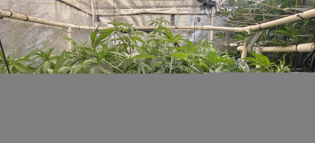 Exodus Cheese Seed Grow Out. Week 9