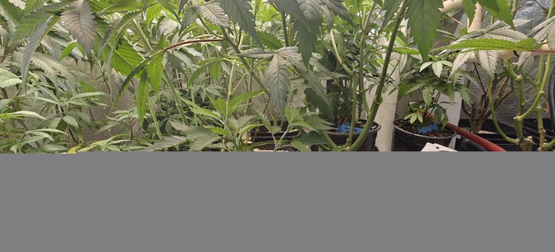 Exodus Cheese Seed Grow Out. Week 9