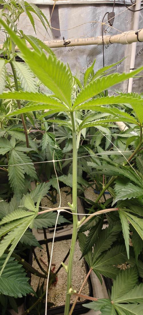Exodus Cheese Seed Grow Out. Week 9