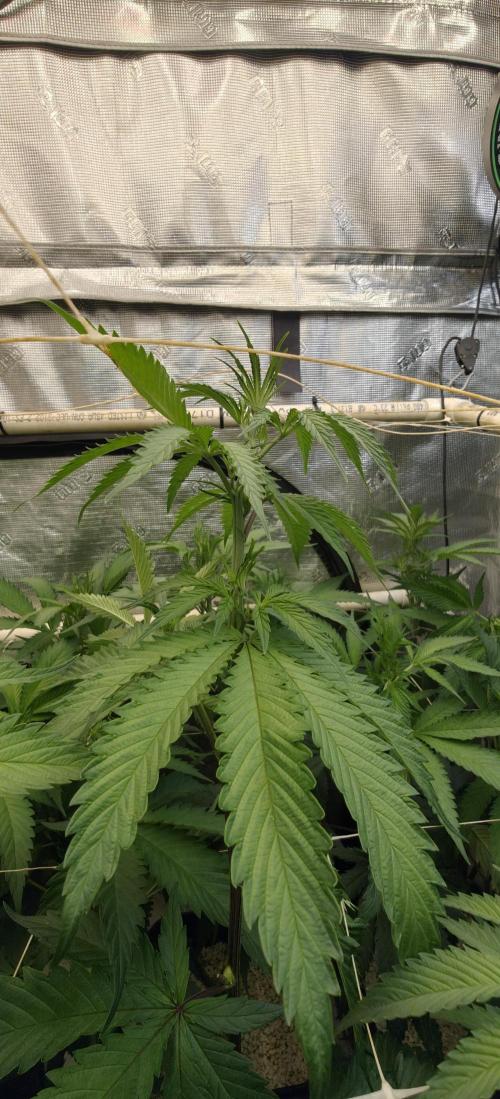 Exodus Cheese Seed Grow Out. Week 9