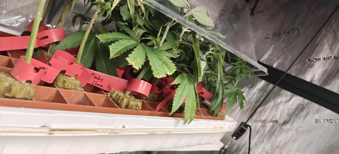 Where's My Bike V2 - Karma Genetics. Week 7