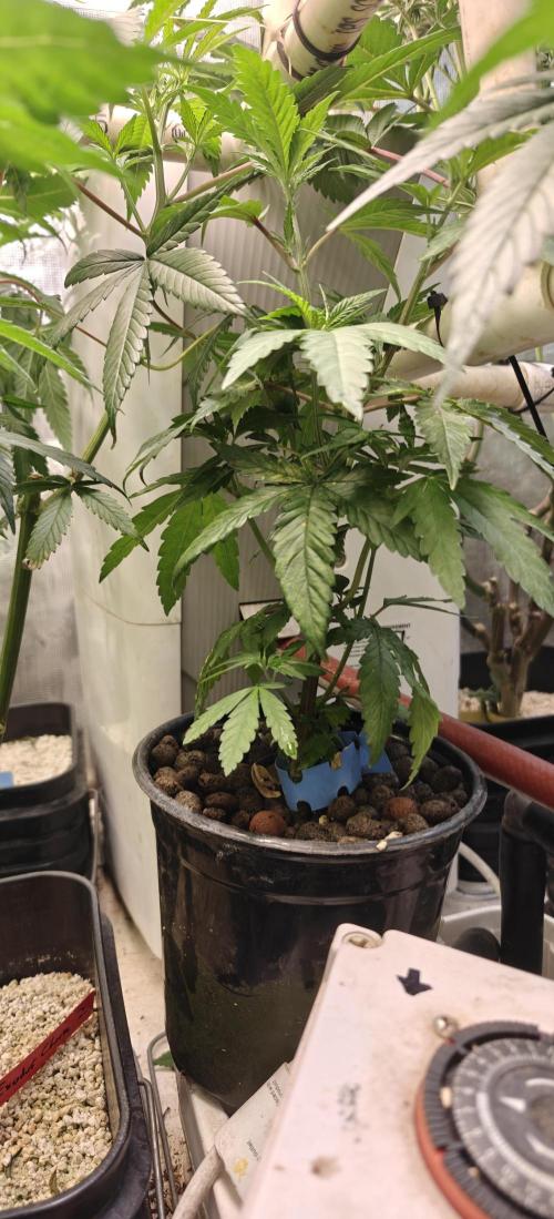 Where's My Bike V2 - Karma Genetics. Week 7