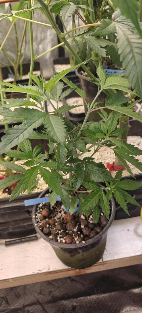 Where's My Bike V2 - Karma Genetics. Week 7