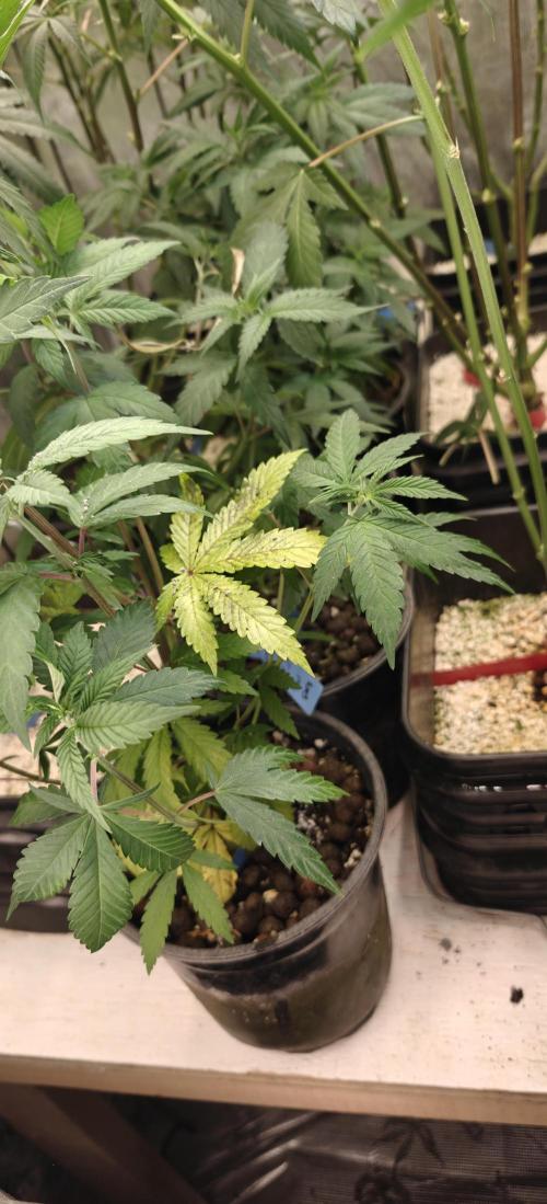 Where's My Bike V2 - Karma Genetics. Week 7