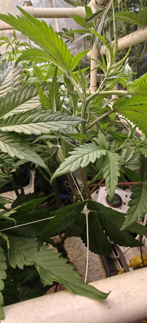 Where's My Bike V2 - Karma Genetics. Week 7