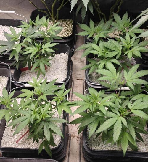 Where's My Bike V2 - Karma Genetics. Week 8