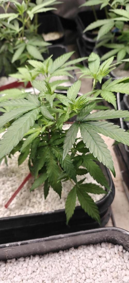 Where's My Bike V2 - Karma Genetics. Week 8