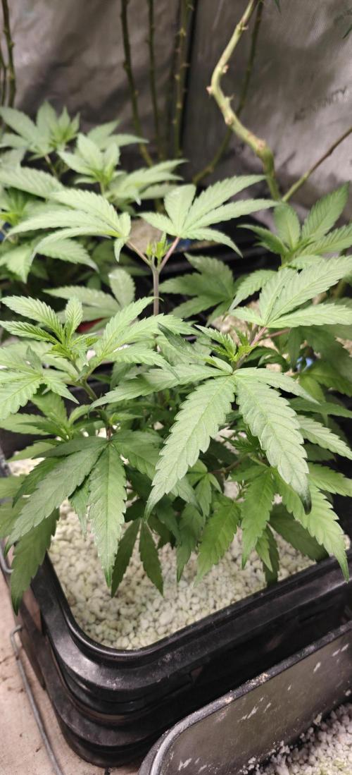 Where's My Bike V2 - Karma Genetics. Week 8