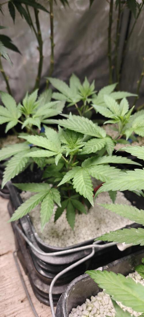 Where's My Bike V2 - Karma Genetics. Week 8