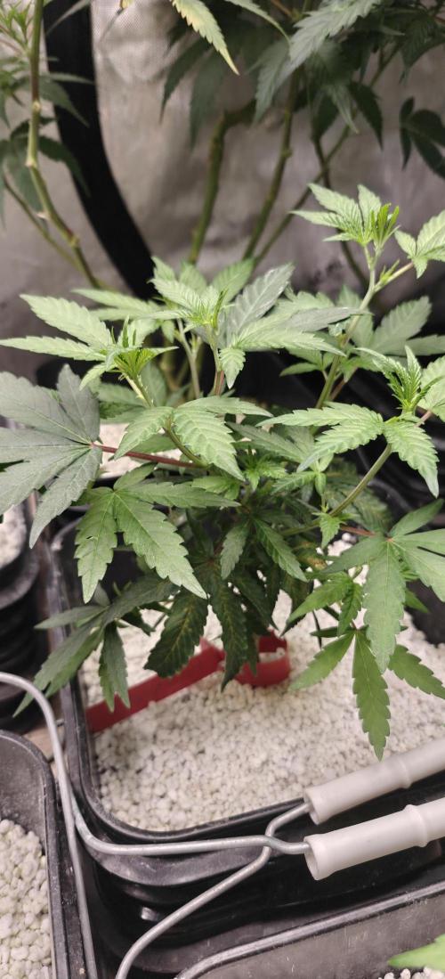 Where's My Bike V2 - Karma Genetics. Week 8