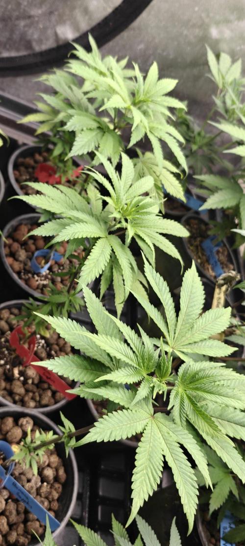 Banana Sapphire - Humboldt Seeds Org. Week 6