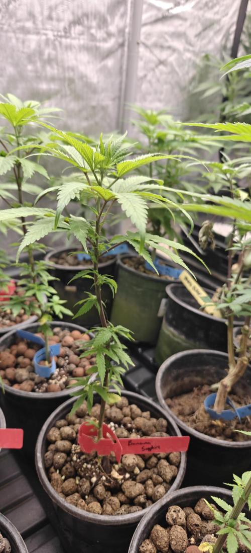 Banana Sapphire - Humboldt Seeds Org. Week 6