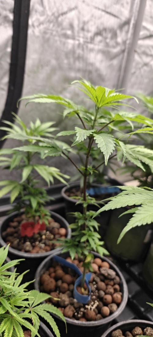 Banana Sapphire - Humboldt Seeds Org. Week 6