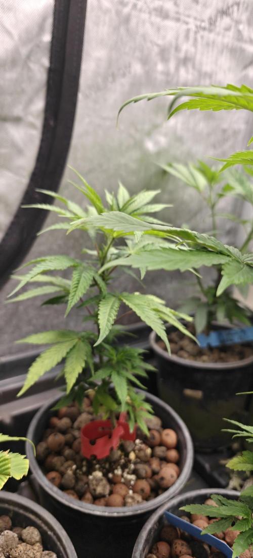 Banana Sapphire - Humboldt Seeds Org. Week 6