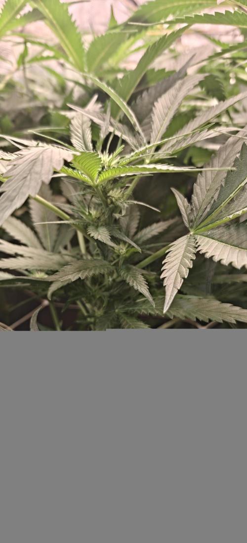 Gorilla Glue #4. Week 3