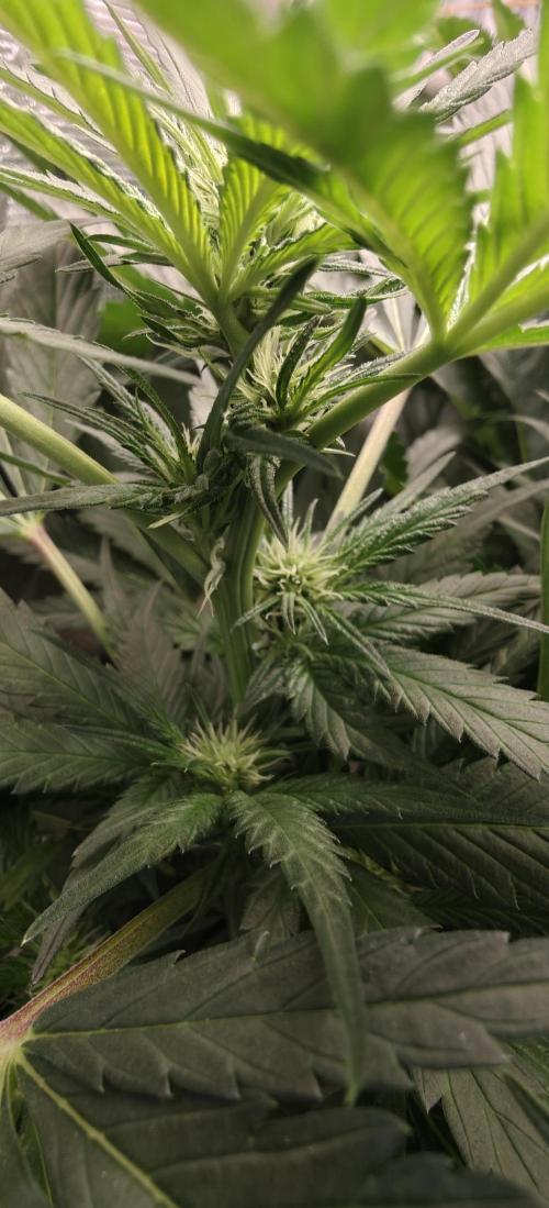 GG4 Original Glue. Week 3