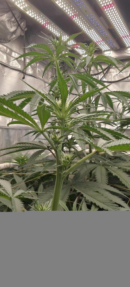 Exodus Cheese Seed Grow Out. Week 10