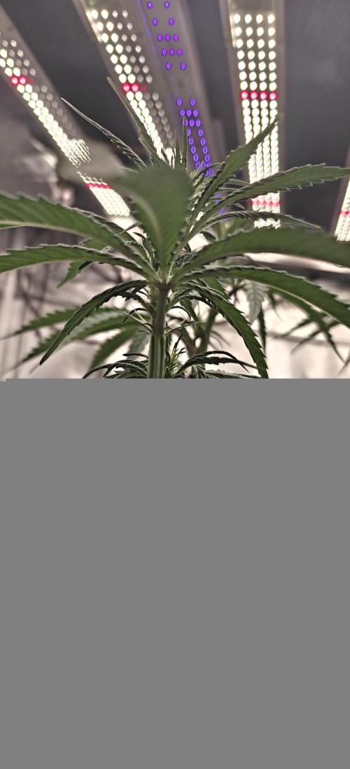 Exodus Cheese Seed Grow Out. Week 10