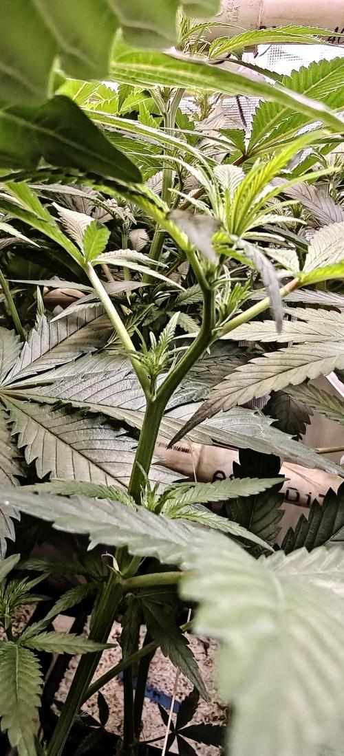 Exodus Cheese. Week 10