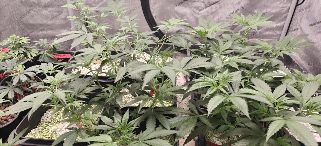 Mouth Wash Seed grow from Humboldt Seeds. Week 10