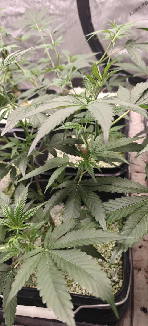Mouth Wash Seed grow from Humboldt Seeds. Week 10