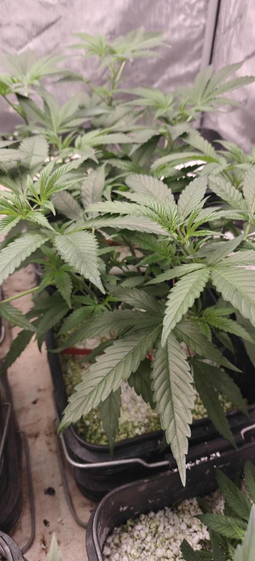 Mouth Wash Seed grow from Humboldt Seeds. Week 10
