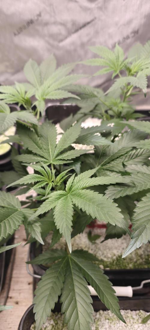 Mouth Wash Seed grow from Humboldt Seeds. Week 10