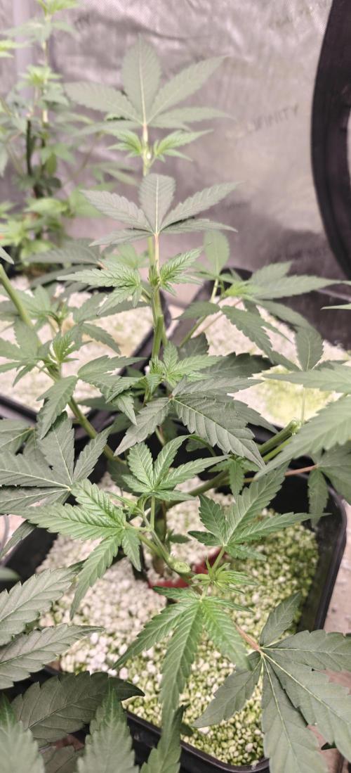 Mouth Wash Seed grow from Humboldt Seeds. Week 10